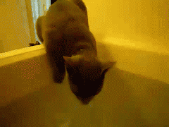cat_meets_bath_water_6327933785