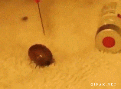 Injecting Hydrogen Peroxide into tick full of blood.
