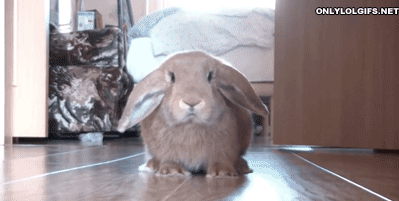 gif-bunny-scared