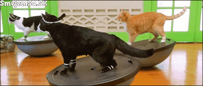 gif-cats-fitness