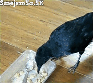 inteligentná vrana