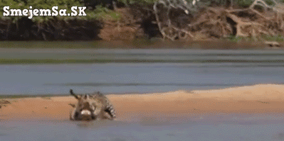 gif-leopard-hunt-crocodile