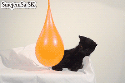 Kitten-Pops-Water-Balloon-In-Slow-Motion