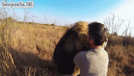 lion-hug-amazing-gif-1098539