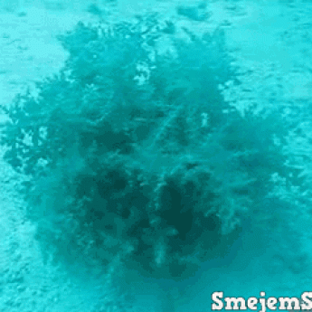 GIF: Podmorská rastlina