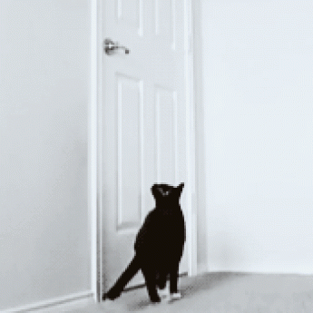 cat-friend-door