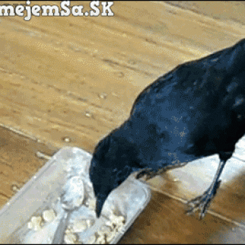 GIF: Múdra vrana kŕmi mačku a psa