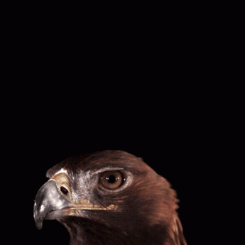GIF: Pohľad orla