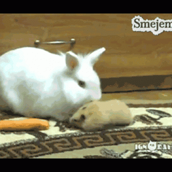 GIF: Škrečok kradne zajacovi mrkvu