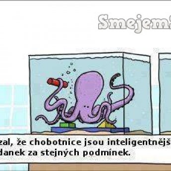 Chobotnica vs. mačka
