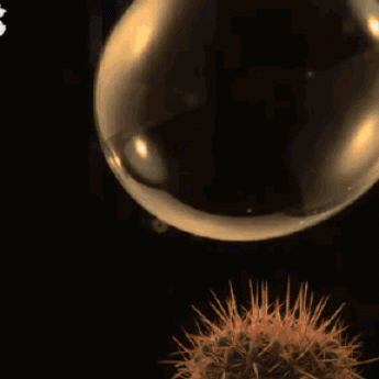 GIF: Bublina vs. kaktus