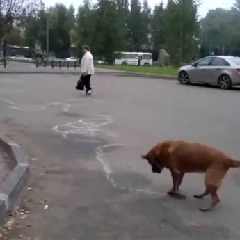 Pes, ktorý kreslí po chodníku